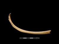 梅花鹿骨藏品圖，第1張