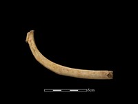 梅花鹿骨藏品圖，第3張