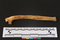 梅花鹿骨藏品圖，第1張