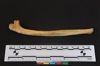 梅花鹿骨藏品圖，第2張