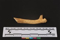 梅花鹿骨藏品圖，第1張