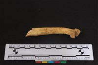 梅花鹿骨藏品圖，第2張