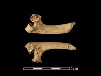 梅花鹿骨藏品圖，第2張