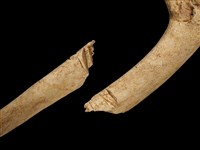 梅花鹿骨藏品圖，第1張