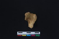 梅花鹿骨藏品圖，第1張