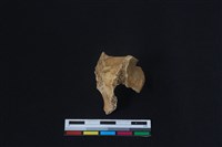 梅花鹿骨藏品圖，第2張