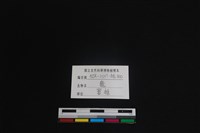 梅花鹿骨藏品圖，第3張