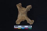 梅花鹿骨藏品圖，第1張