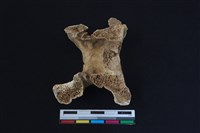 梅花鹿骨藏品圖，第2張