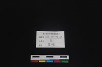 梅花鹿骨藏品圖，第3張