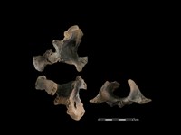 梅花鹿骨藏品圖，第1張