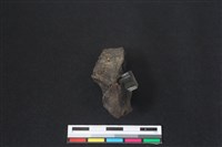 梅花鹿骨藏品圖，第1張