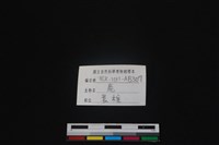 梅花鹿骨藏品圖，第3張