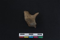 梅花鹿骨藏品圖，第1張