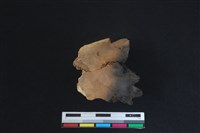 梅花鹿骨藏品圖，第1張