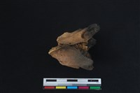 梅花鹿骨藏品圖，第2張