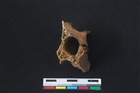 梅花鹿骨藏品圖，第3張