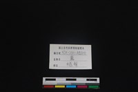 梅花鹿骨藏品圖，第4張