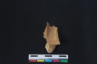 梅花鹿骨藏品圖，第1張