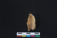 梅花鹿骨藏品圖，第2張