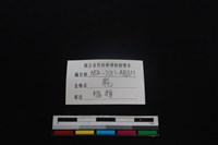 梅花鹿骨藏品圖，第3張