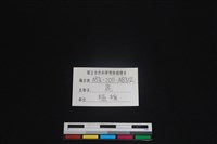 梅花鹿骨藏品圖，第3張