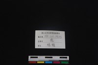 梅花鹿骨藏品圖，第4張