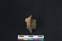 梅花鹿骨藏品圖，第1張