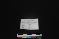 梅花鹿骨藏品圖，第3張