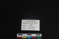 梅花鹿骨藏品圖，第4張