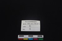 梅花鹿骨藏品圖，第3張