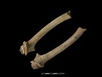 梅花鹿骨藏品圖，第2張