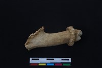 梅花鹿骨藏品圖，第1張