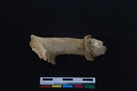 梅花鹿骨藏品圖，第2張