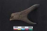 梅花鹿骨藏品圖，第1張