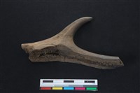 梅花鹿骨藏品圖，第2張