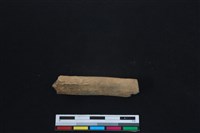 梅花鹿骨藏品圖，第2張