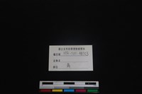 梅花鹿骨藏品圖，第3張