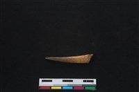 梅花鹿骨藏品圖，第1張