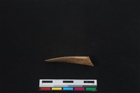 梅花鹿骨藏品圖，第2張