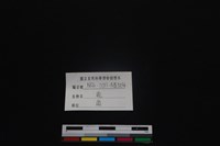 梅花鹿骨藏品圖，第3張