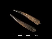 梅花鹿骨藏品圖，第2張