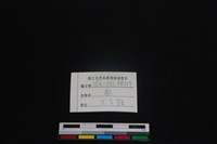梅花鹿骨藏品圖，第3張