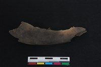 梅花鹿骨藏品圖，第1張