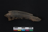 梅花鹿骨藏品圖，第2張