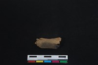 梅花鹿骨藏品圖，第1張