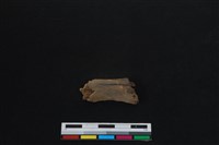 梅花鹿骨藏品圖，第2張