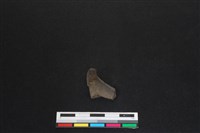 梅花鹿骨藏品圖，第2張