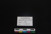 梅花鹿骨藏品圖，第3張