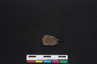 梅花鹿骨藏品圖，第1張